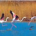 Flamands roses